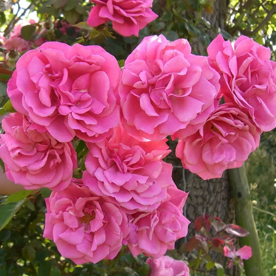 Climber, róża pnąca - Róża - Étude - róże sklep internetowy