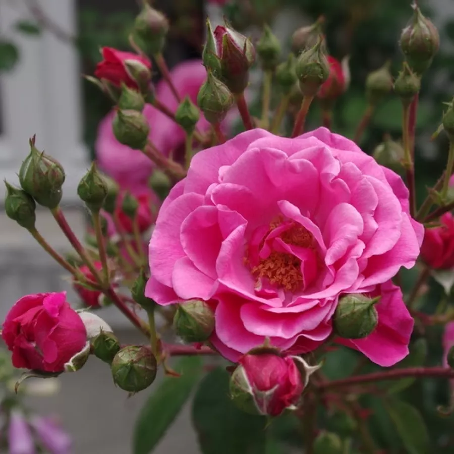 Filiżankowy - Róża - Étude - sadzonki róż sklep internetowy - online