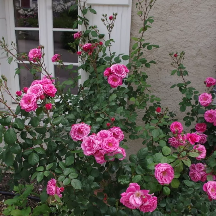 Bukietowe - Róża - Étude - sadzonki róż sklep internetowy - online