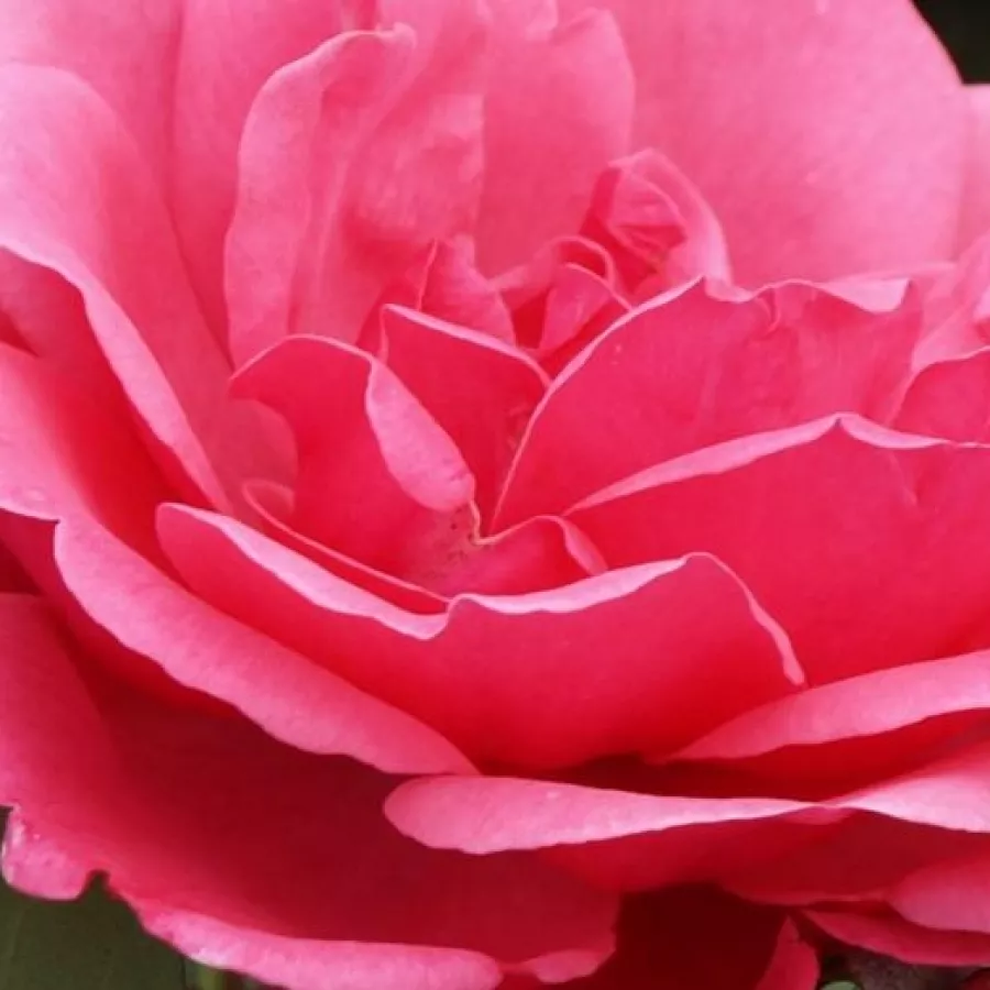 Charles Walter Gregory - Roza - Étude - vrtnice online