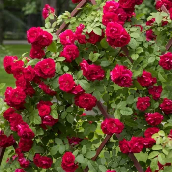 Lebhafte, satte, tiefrote Nuance mit leicht samtiger Wirkung. - kletterrose, - mittelstark, gut wahrnehmbar duftende rose - angenehm würzig-süß