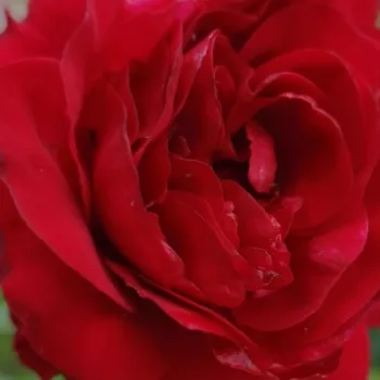 Der rosen-webshop. - rot - mittelstark, gut wahrnehmbar duftende rose - Flame Dance - kletterrose, - (240-400 cm)