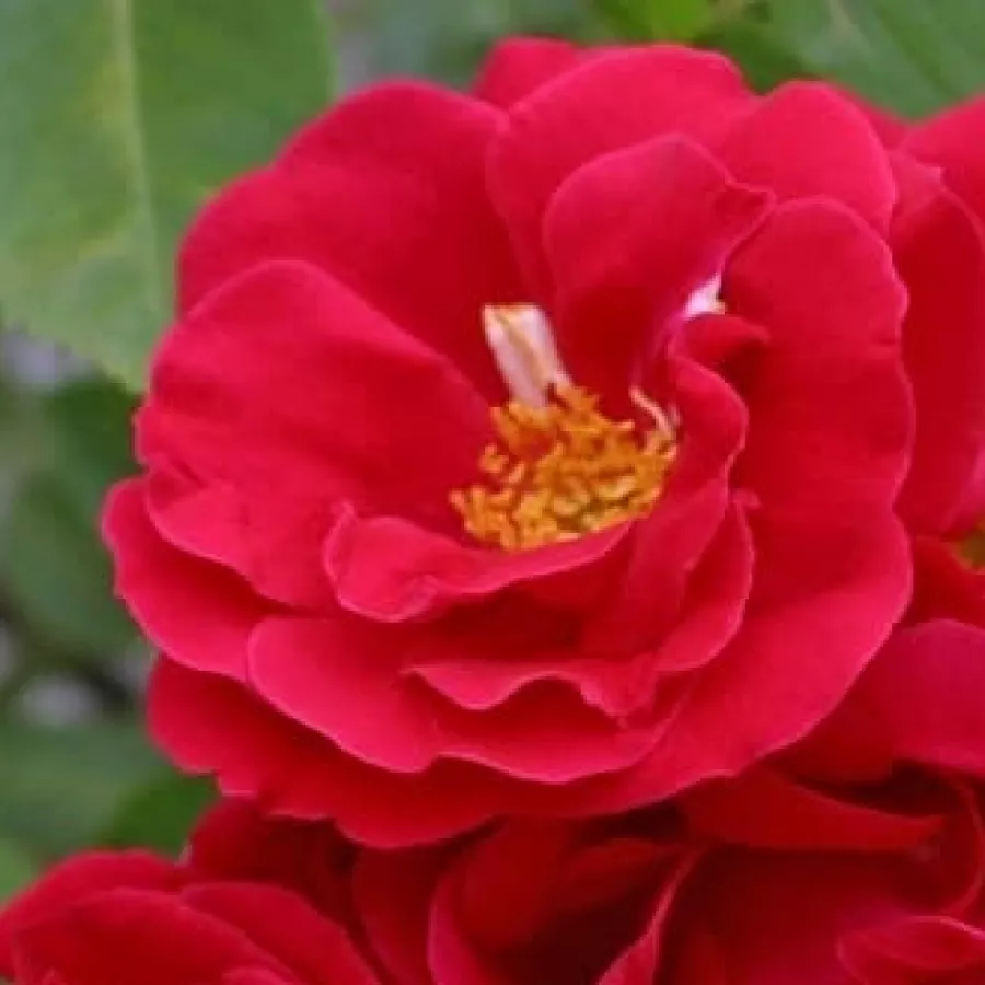 Dunkelrot - Rosen - Flame Dance - rosen online kaufen
