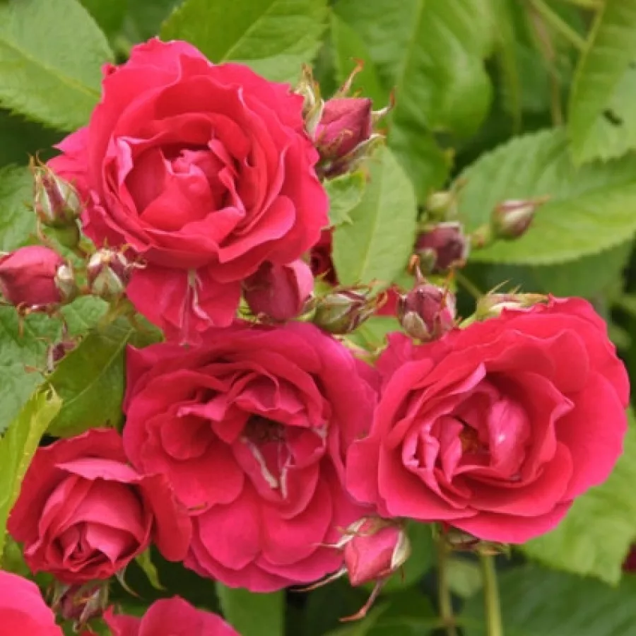 Climber, penjačica - Ruža - Flame Dance - sadnice ruža - proizvodnja i prodaja sadnica