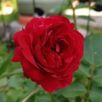 Rosa Flame Dance - vörös - climber, futó rózsa