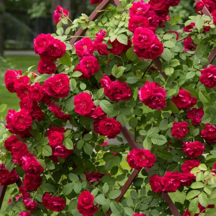 Bukietowe - Róża - Flame Dance - sadzonki róż sklep internetowy - online
