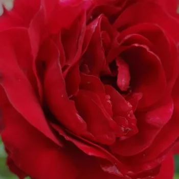 Rózsa rendelés online - vörös - climber, futó rózsa - közepesen illatos rózsa - Flame Dance - (200-300 cm)