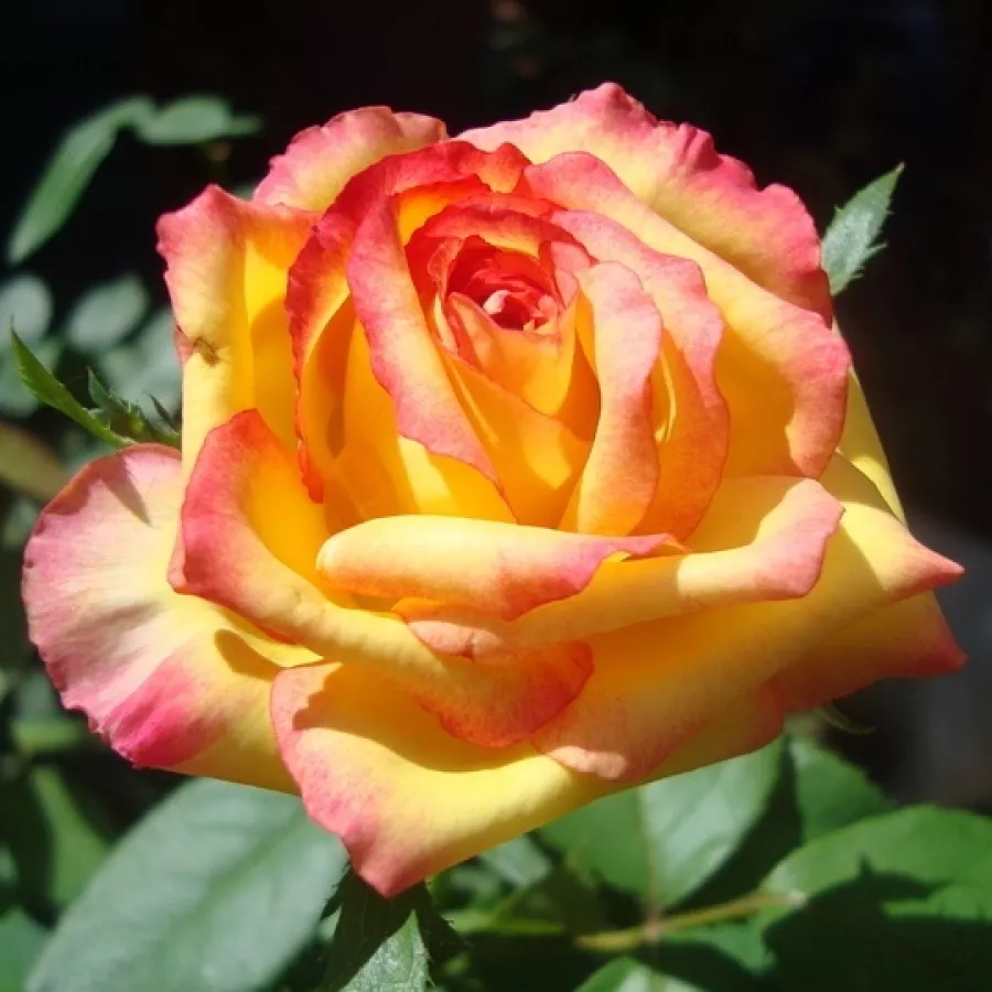 Amarillo - Rosa - Hermippe - comprar rosales online