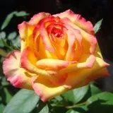 Sárga - Rosa Hermippe - teahibrid rózsa - online rózsa vásárlás - diszkrét illatú rózsa - gyümölcsös aromájú
