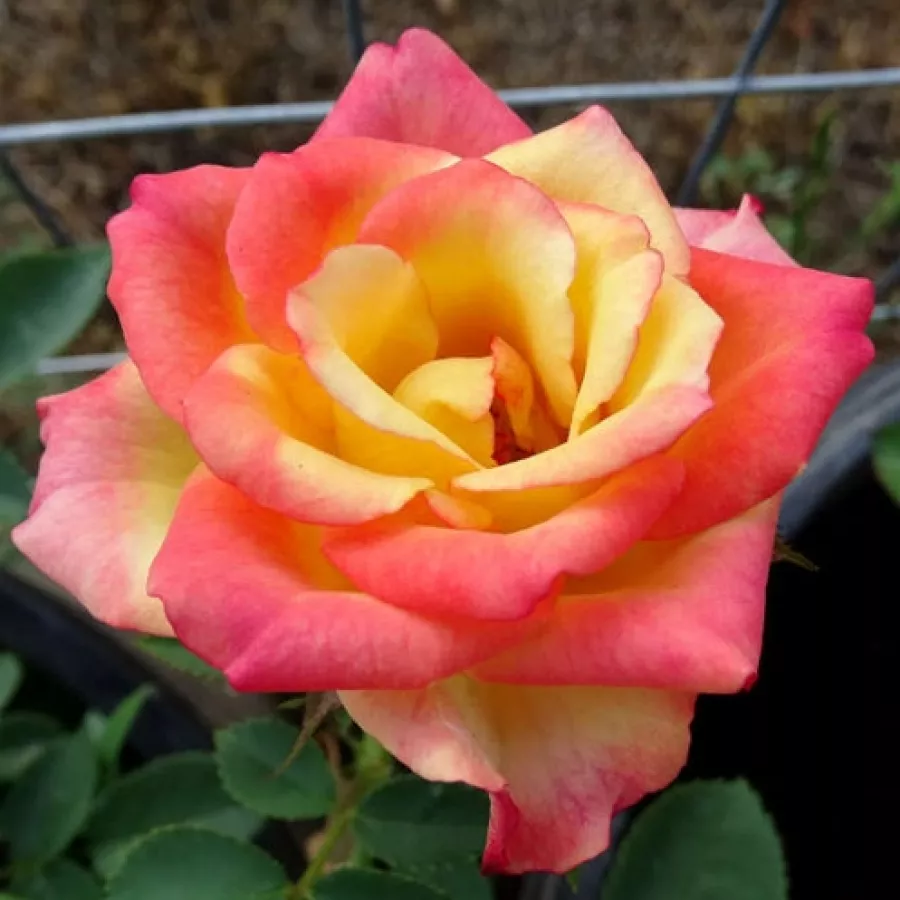 Rosales híbridos de té - Rosa - Hermippe - comprar rosales online