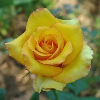 Rosa Hermippe - žuta - hibridna čajevka