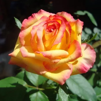 Žuta - ružičasti rub latica - hibridna čajevka - ruža diskretnog mirisa - voćna aroma