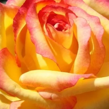Nakup vrtnic na spletu - teahibrid rózsa - diszkrét illatú rózsa - Hermippe - sárga - (80-100 cm)