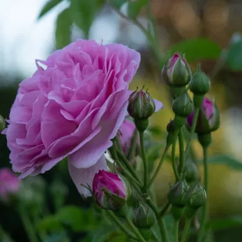 LAVENDER LASSIE – rózsaszín-lila árnyalatú parkrózsa - Kordes