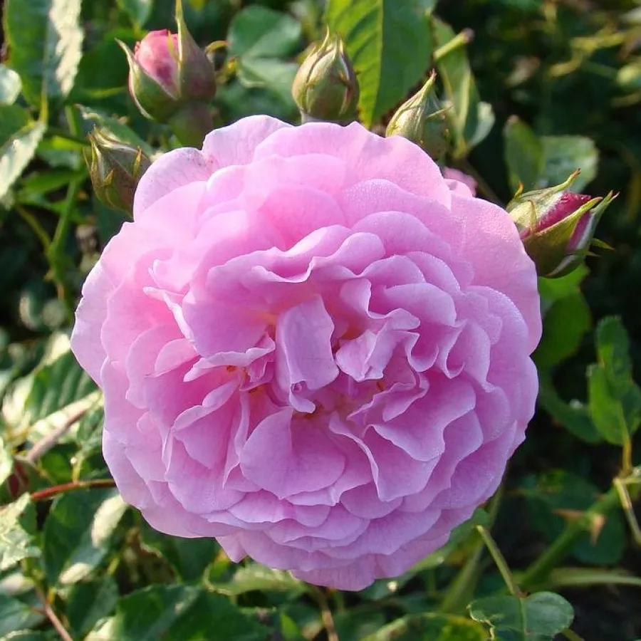 Parkrózsa - Rózsa - Lavender Lassie - online rózsa vásárlás