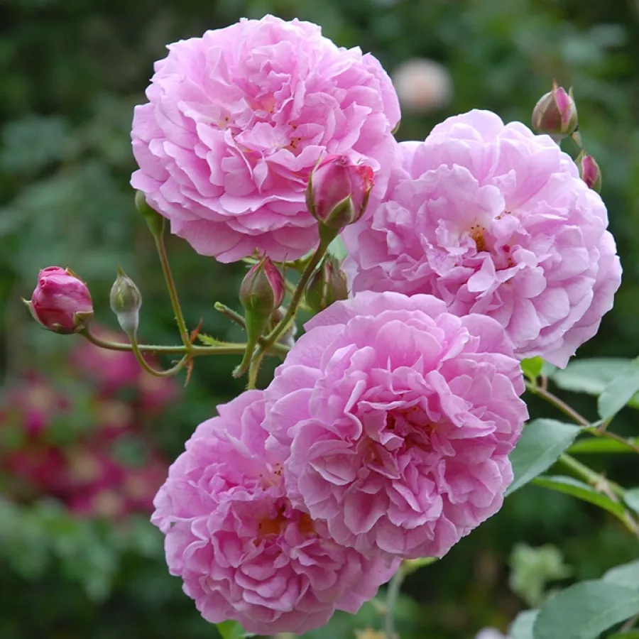 Parkovna vrtnica - Roza - Lavender Lassie - vrtnice online