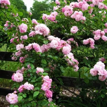Rosa - violett farbton - strauchrose - rose mit intensivem duft - apfelaroma