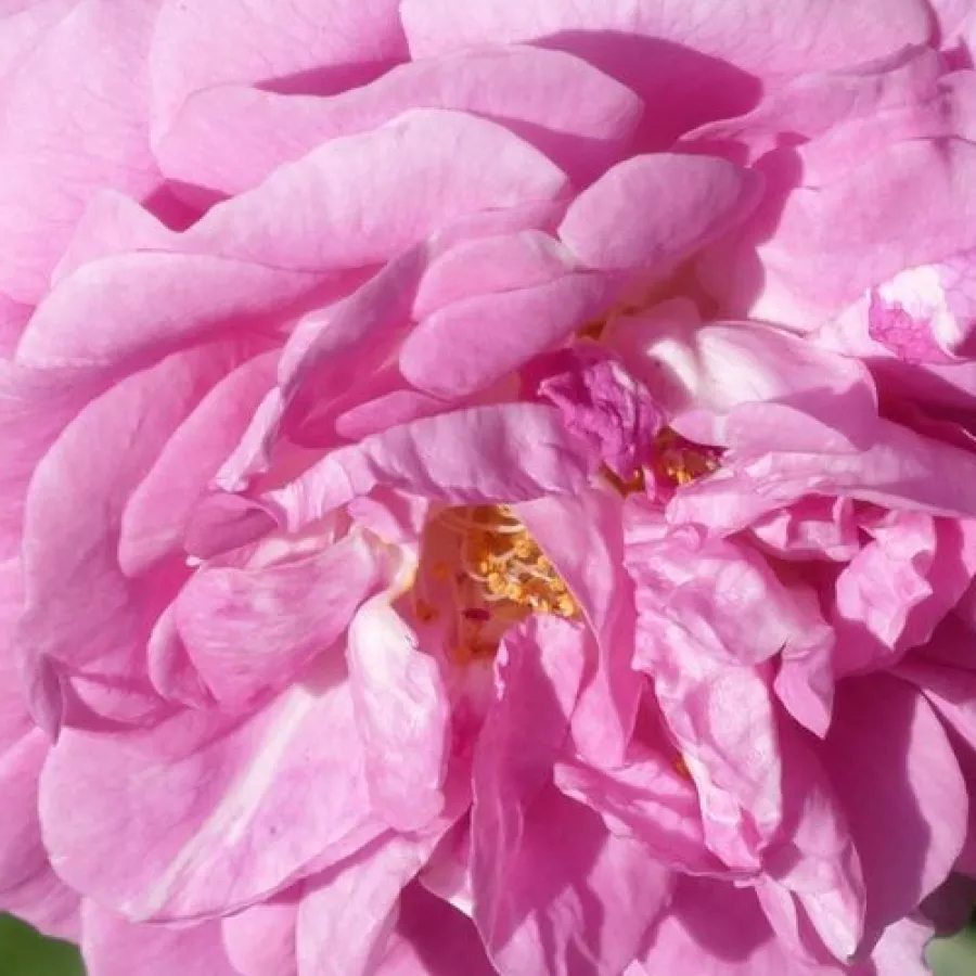 Csésze - Rózsa - Lavender Lassie - online rózsa vásárlás