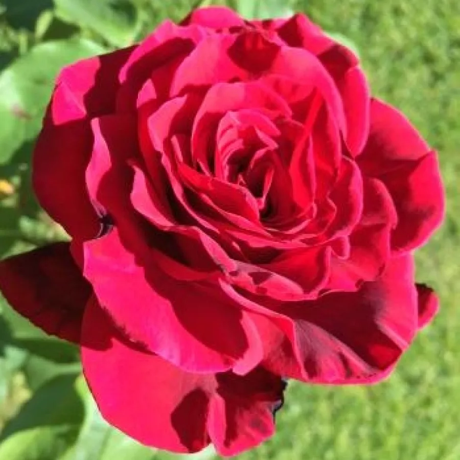 Dunkelrot - Rosen - Uncle Walter - rosen online kaufen