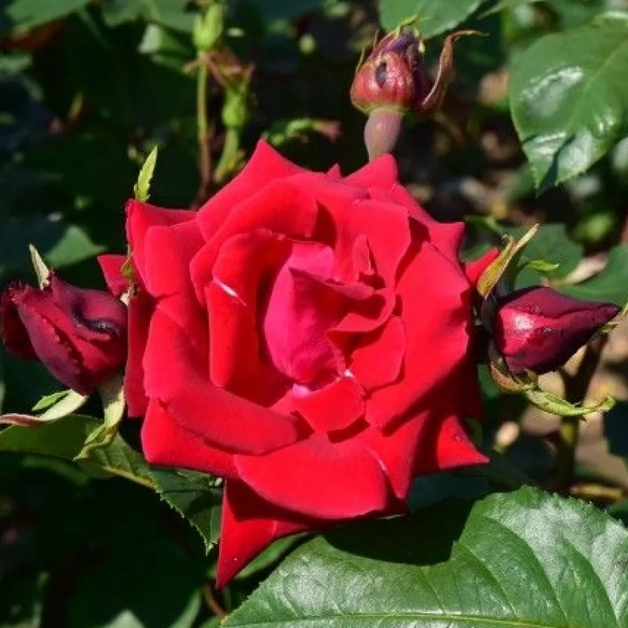 Róża parkowa - Róża - Uncle Walter - róże sklep internetowy