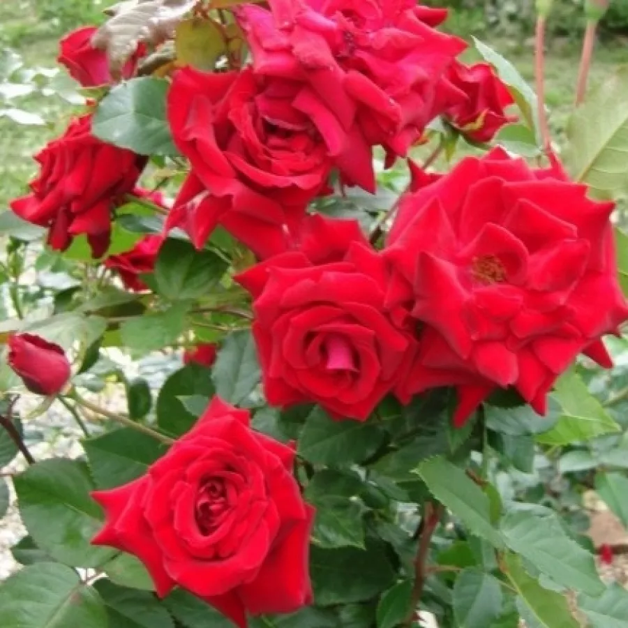 Telt virágú - Rózsa - Uncle Walter - online rózsa vásárlás