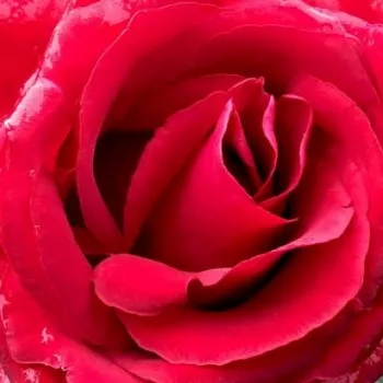 Rózsák webáruháza. - vörös - parkrózsa - intenzív illatú rózsa - Uncle Walter - (200-400 cm)