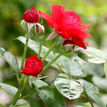 SHALOM – narancsvörös parkrózsa - Poulsen