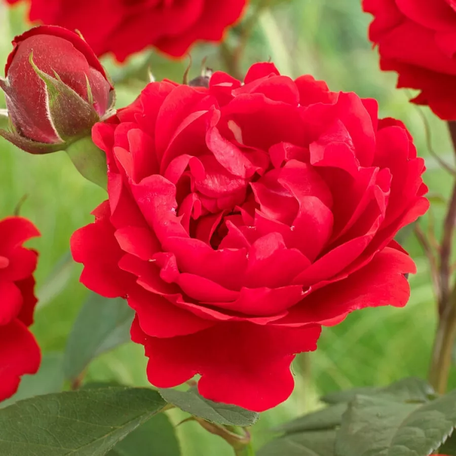 Bezmirisna ruža - Ruža - Shalom - sadnice ruža - proizvodnja i prodaja sadnica