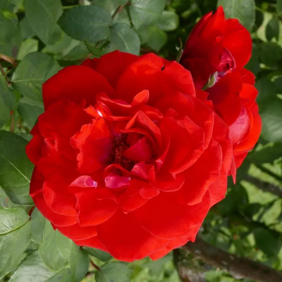Parkovna vrtnica - Roza - Shalom - vrtnice - proizvodnja in spletna prodaja sadik