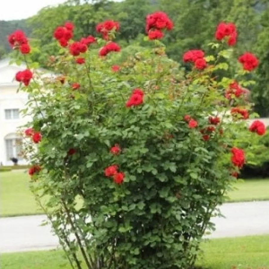 PARKOVNE VRTNICE - GRMASTE VRTNICE - Roza - Shalom - vrtnice - proizvodnja in spletna prodaja sadik