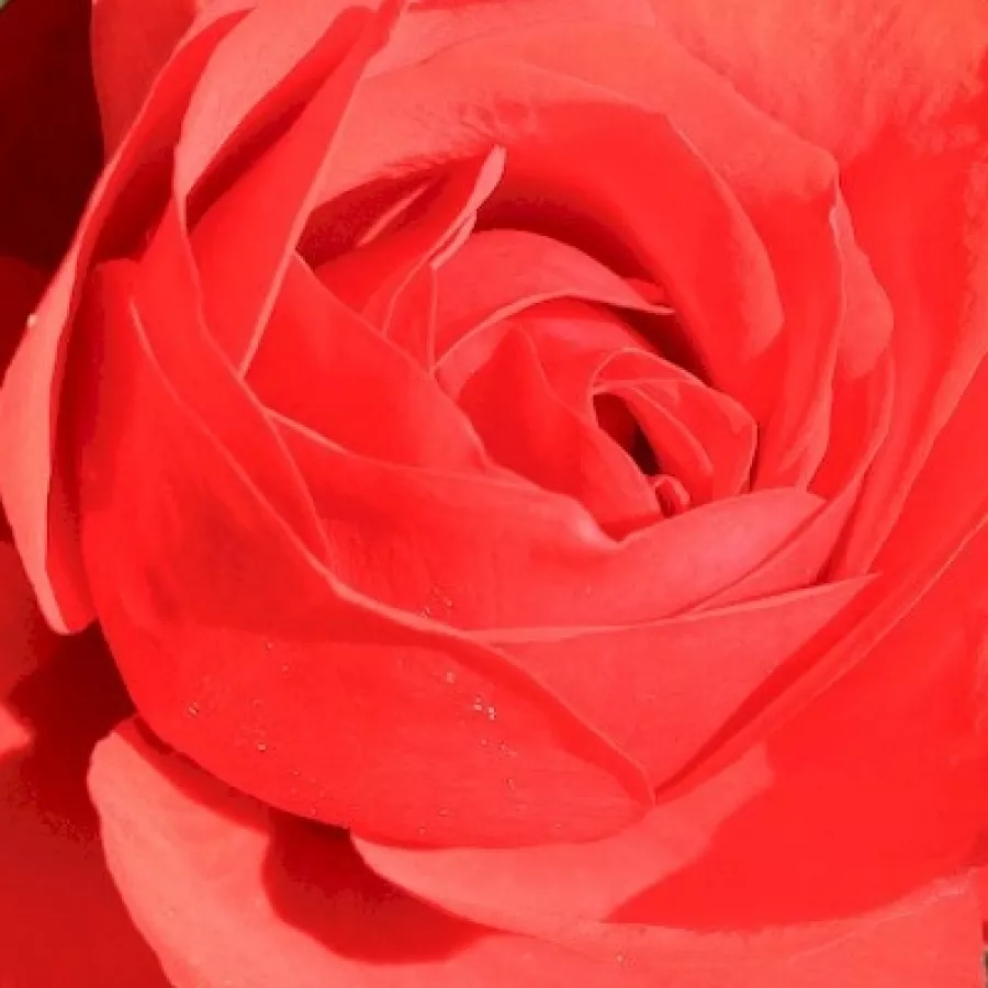 Niels Dines Poulsen - Ruža - Shalom - sadnice ruža - proizvodnja i prodaja sadnica