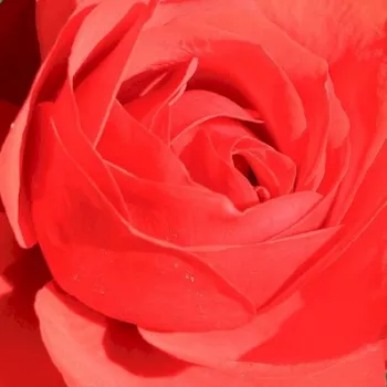 Rózsák webáruháza. - narancssárga - parkrózsa - nem illatos rózsa - Shalom - (150-200 cm)