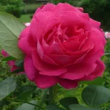 Történelmi - perpetual hibrid rózsa - diszkrét illatú rózsa - tea aromájú - kertészeti webáruház - Rosa Victor Verdier - rózsaszín