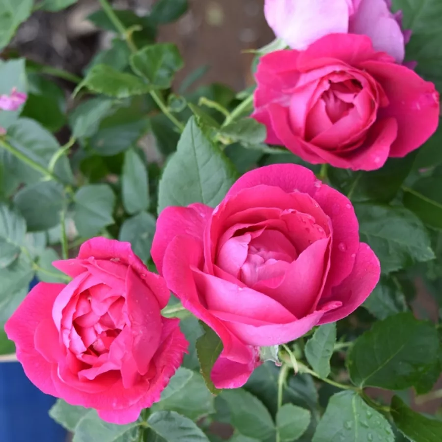 Rosales antiguos - híbrido perpetuo - Rosa - Victor Verdier - comprar rosales online