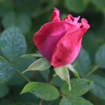 Rosa Victor Verdier - różowy - historyczna - hybrydowa róża  perpetual