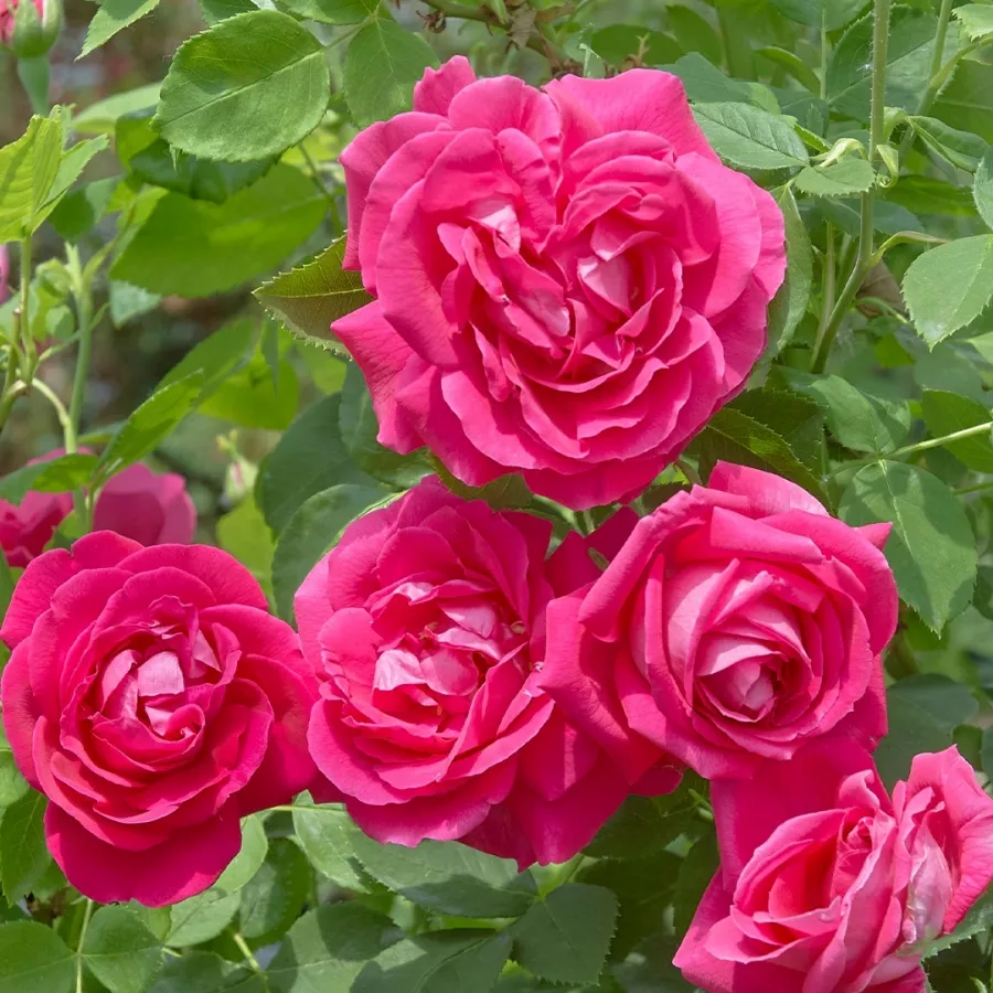 Telt virágú - Rózsa - Victor Verdier - online rózsa vásárlás