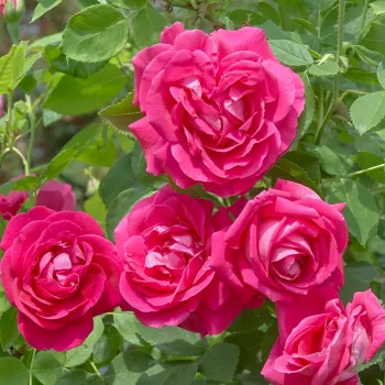 Tamno ružičasta - starinska - hibridna perpetual ruža - ruža diskretnog mirisa - aroma čaja