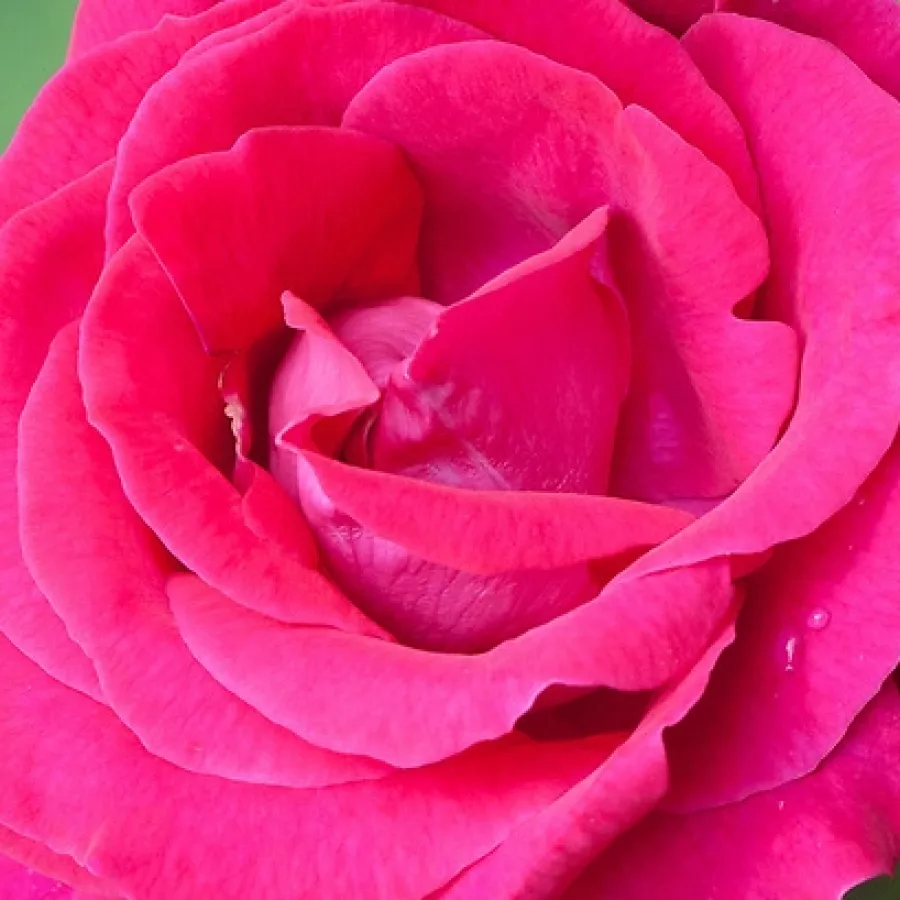François Lacharme - Róża - Victor Verdier - sadzonki róż sklep internetowy - online