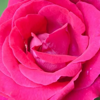 Róże ogrodowe - rózsaszín - történelmi - perpetual hibrid rózsa - diszkrét illatú rózsa - Victor Verdier - (90-150 cm)