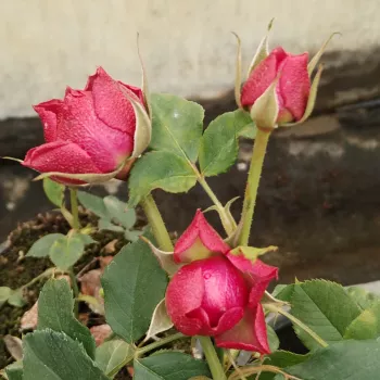 EUFEMIA – bíborlila virágágyi floribunda rózsa - Vissers