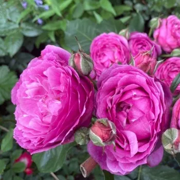 Mély bíborlila árnyalat enyhe rózsás beütéssel, telített és egységes. - virágágyi floribunda rózsa - nagyon erős, messziről is jól érezhető illatú rózsa - klasszikus, rózsás karakterű