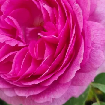 Online rózsa kertészet - bíborlila - nagyon erős, messziről is jól érezhető illatú rózsa - Eufemia - virágágyi floribunda rózsa - (60-90 cm)