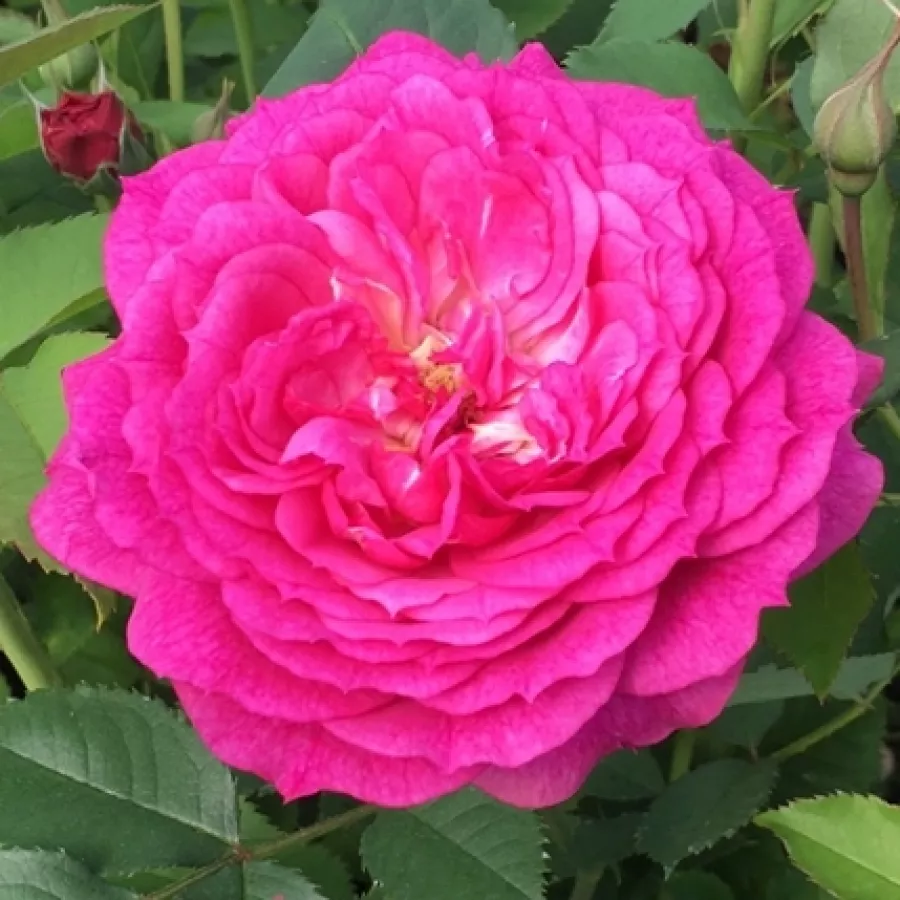 Różowy - Róża - Eufemia - róże sklep internetowy