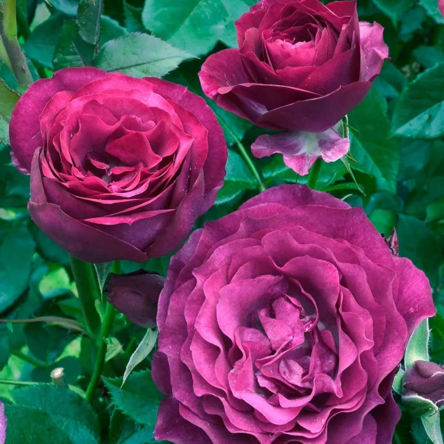 Vrtnica floribunda za cvetlično gredo - Roza - Eufemia - vrtnice - proizvodnja in spletna prodaja sadik