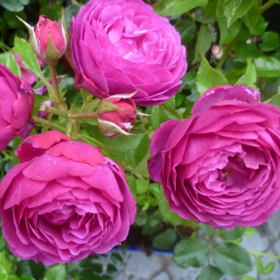 Schalenförmig - Rosen - Eufemia - rosen onlineversand
