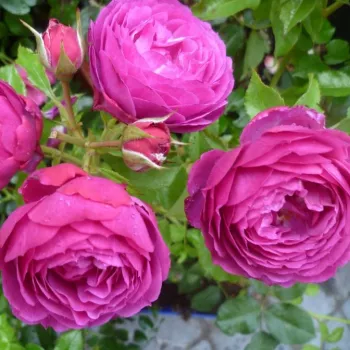 Rosa Eufemia - ružičasta - ruža floribunda za gredice