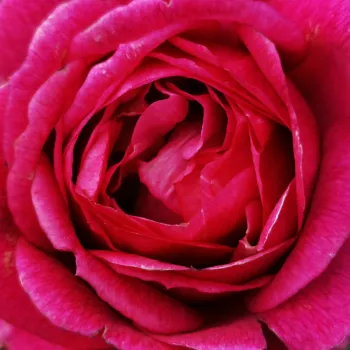 Online rózsa vásárlás - virágágyi floribunda rózsa - intenzív illatú rózsa - Eufemia - rózsaszín - (50- 60 cm)