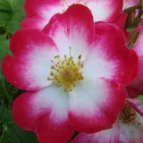 Fehér - vörös - parkrózsa - Online rózsa vásárlás - Rosa Bukavu® - diszkrét illatú rózsa - vanilia aromájú