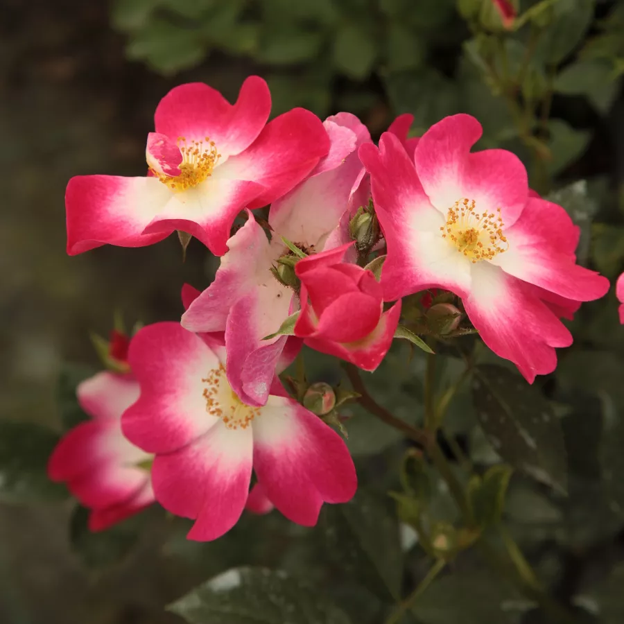Bianco - rosso - Rosa - Bukavu® - Produzione e vendita on line di rose da giardino