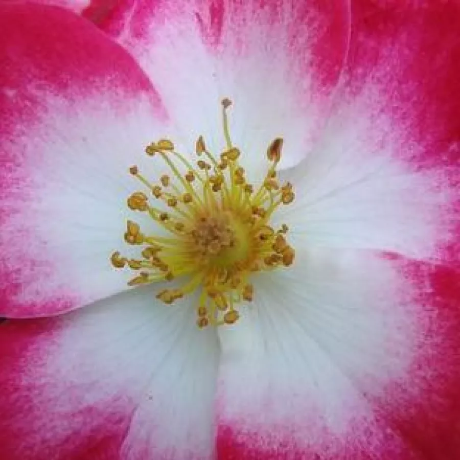 Hybrid Musk - Rosa - Bukavu® - Produzione e vendita on line di rose da giardino